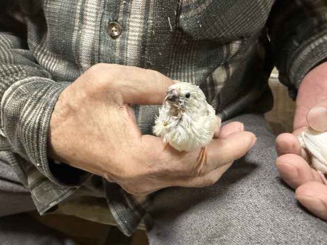 キンカチョウが仲間入りしました。