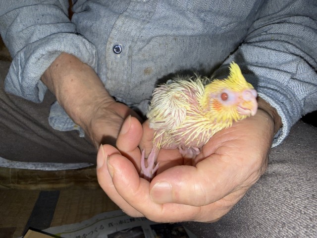 オカメインコが仲間入りしました。