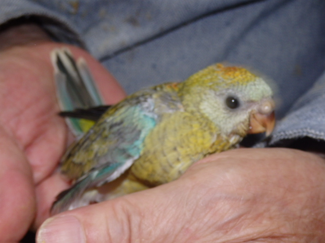 ビセイインコが仲間入りしました。