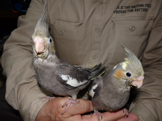 2021年5月8日 オカメインコ