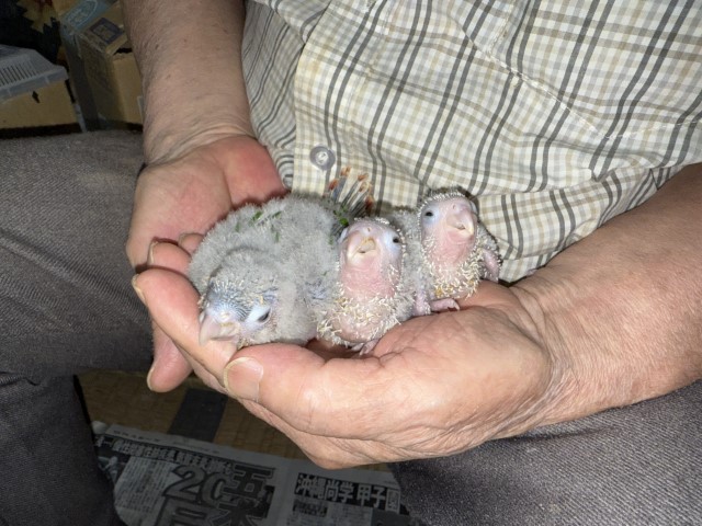 ウロコインコが仲間入りしました。