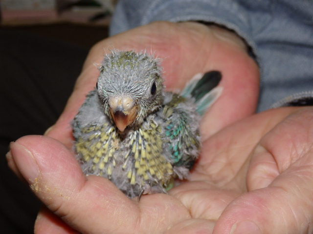 ビセイインコが仲間入りしました。