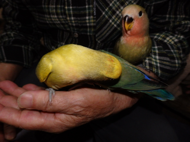2021年4月29日 コザクラインコ