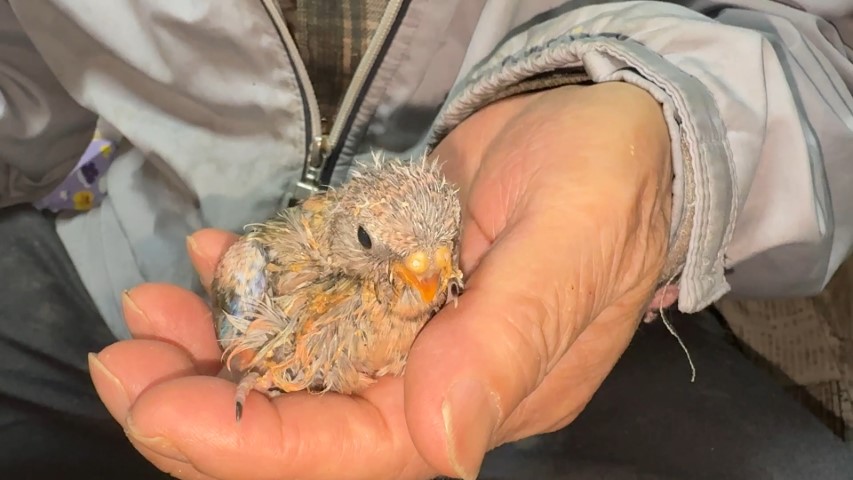 アキクサインコが仲間入りしました。