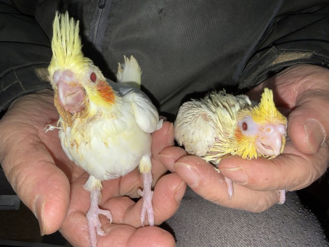 オカメインコが仲間入りしました。