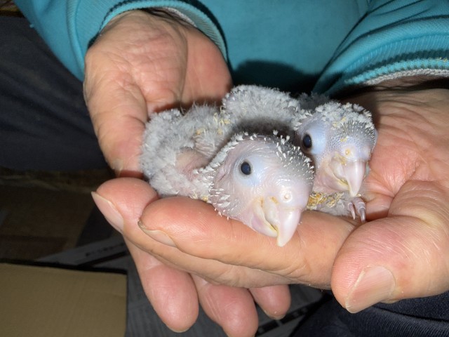 ウロコインコが仲間入りしました。