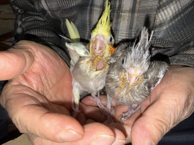 オカメインコが仲間入りしました。
