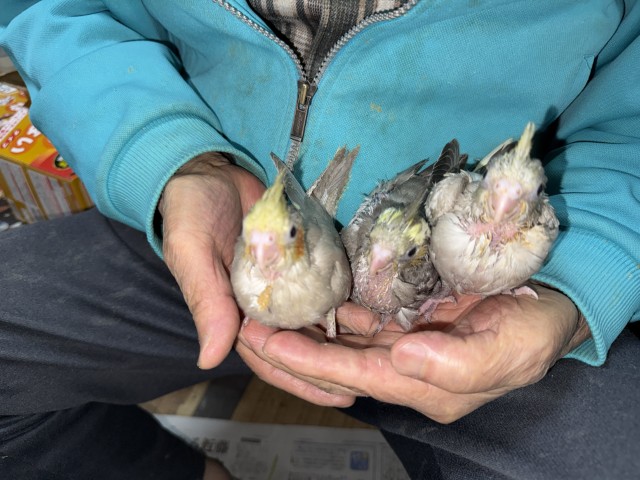 オカメインコが仲間入りしました。