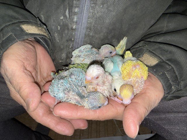 セキセイインコが仲間入りしました。