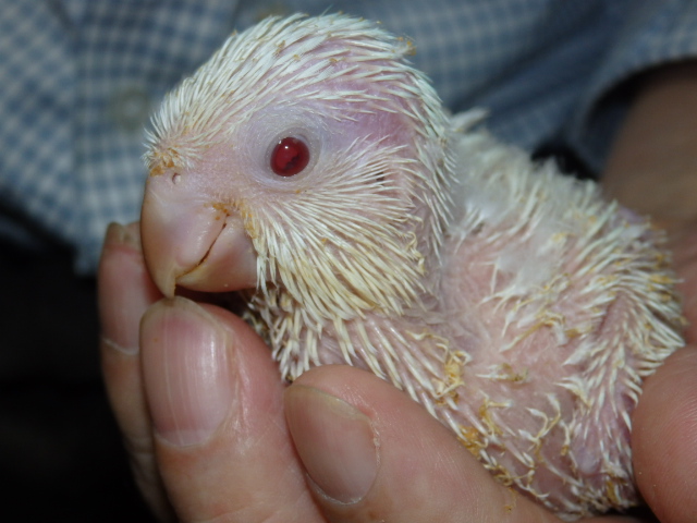 オキナインコが仲間入りしました。