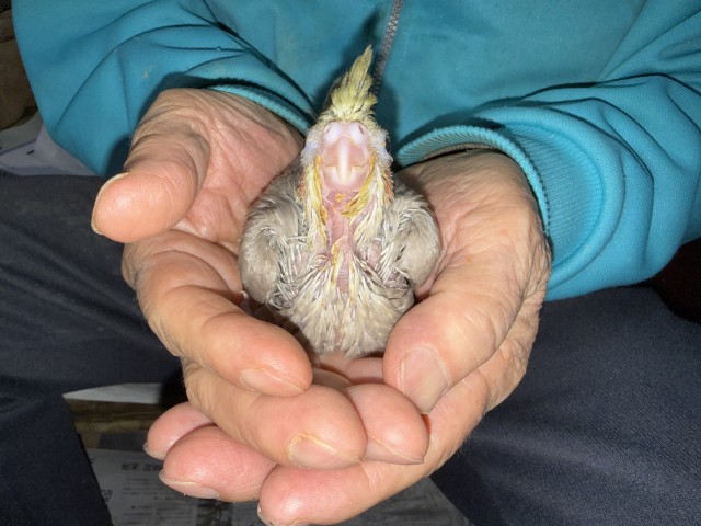 オカメインコが仲間入りしました。
