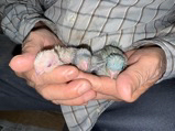 サザナミインコクリーム コバルトスパングル モーブスパングル