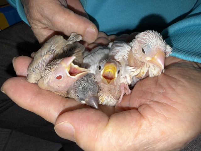 文鳥が仲間入りしました。