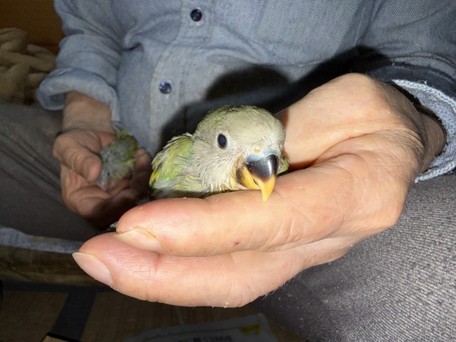 コザクラインコが仲間入りしました。