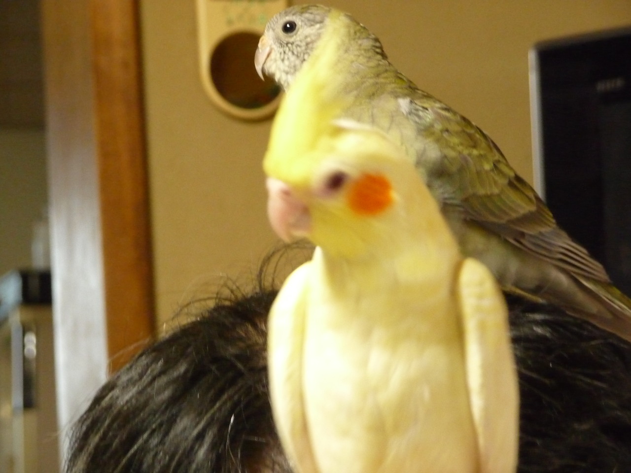 手乗りオカメインコと美声インコ