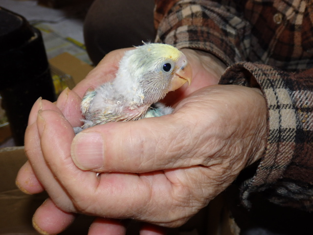コザクラインコ 福岡手乗りインコ小鳥販売店ペットミッキンのホームページです