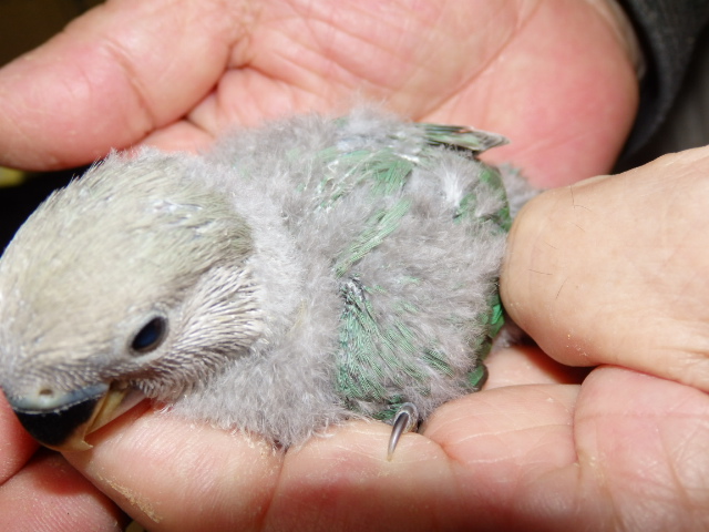 ２０２２年５月１４日　コザクラインコ　シーグリーン　ペットミッキン