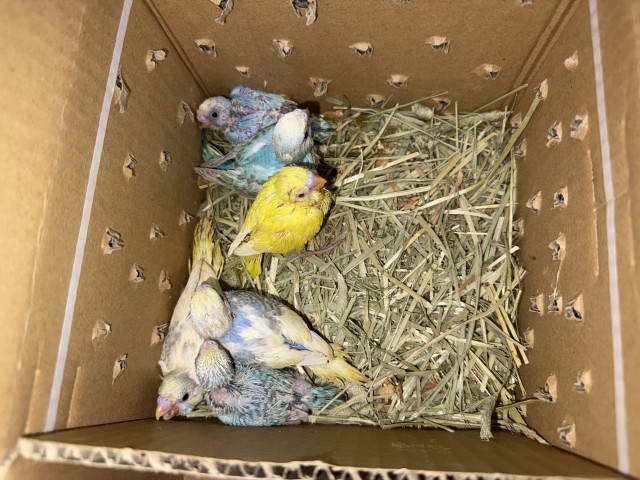 セキセイインコが仲間入りしました。