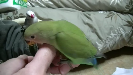 コザクラインコ、トレーニング