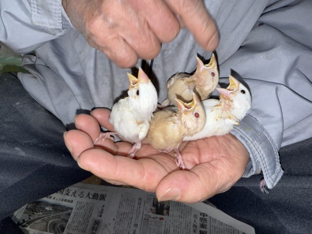 文鳥が仲間入りしました。