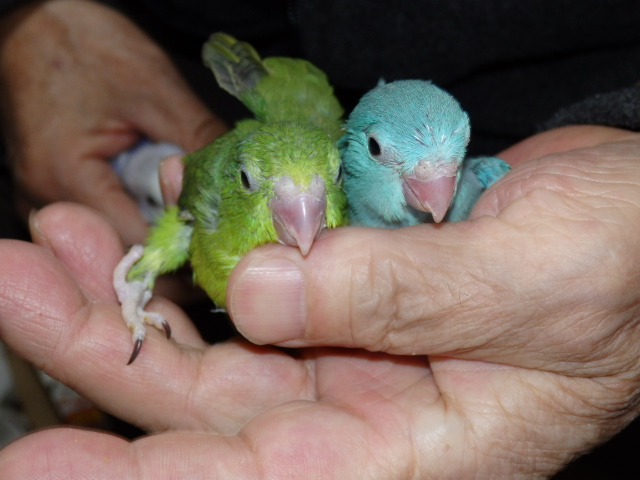 ズグロシロハラインコ 福岡インコ ペットミッキン