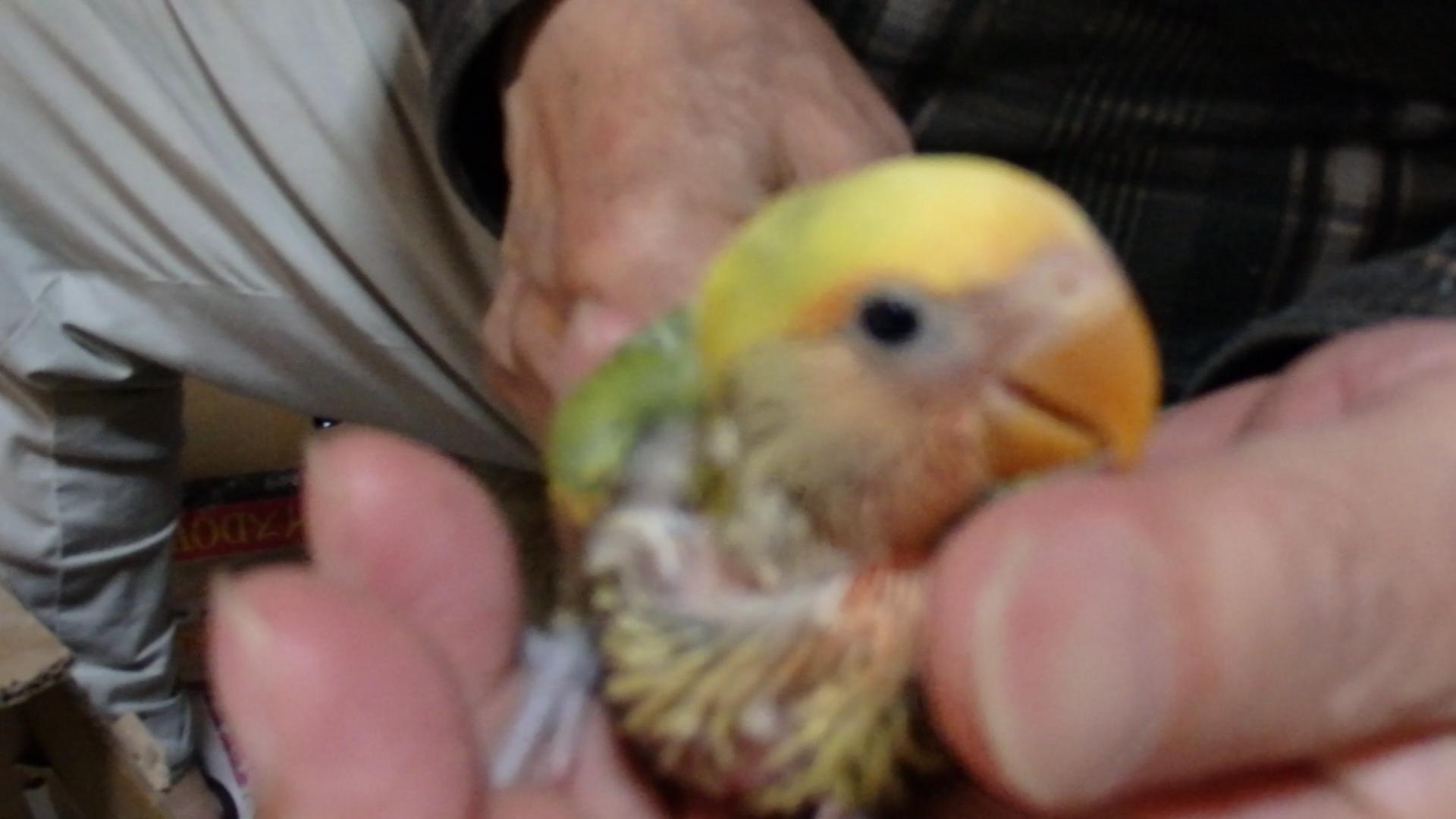 コザクラインコ 福岡インコ ペットミッキン
