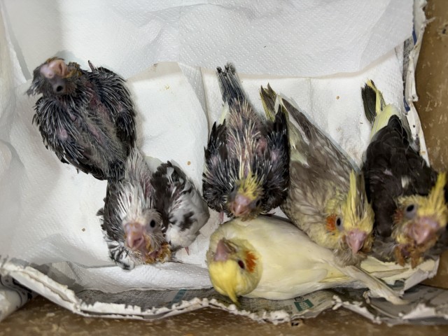 オカメインコが仲間入りしました。