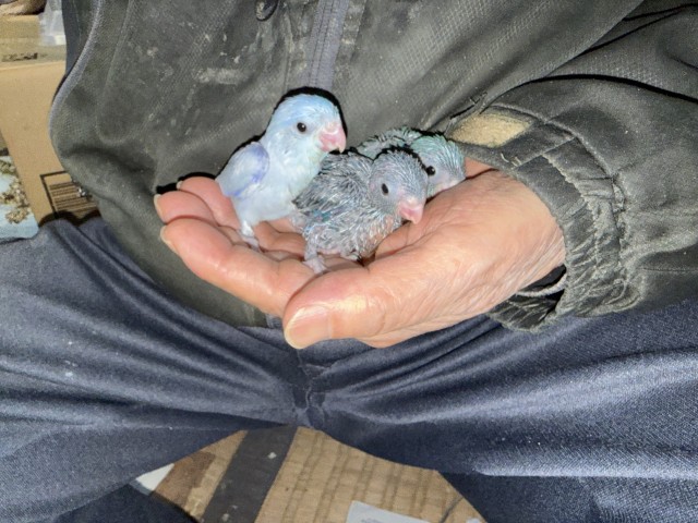 マメルリハが仲間入りしました。