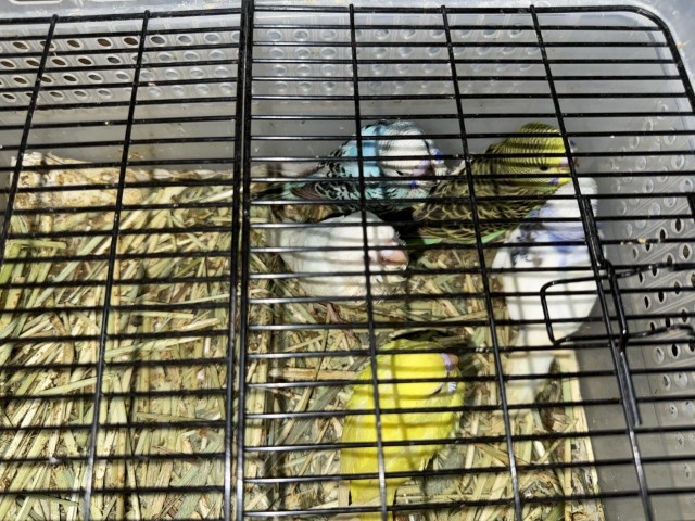 ２０２６年　４月１２日　セキセイインコ