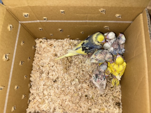 セキセイインコが仲間入りしました。