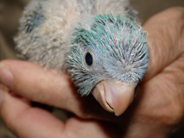 オキナインコ 福岡インコ ペットミッキン オキナインコ 福岡インコ ペットミッキン