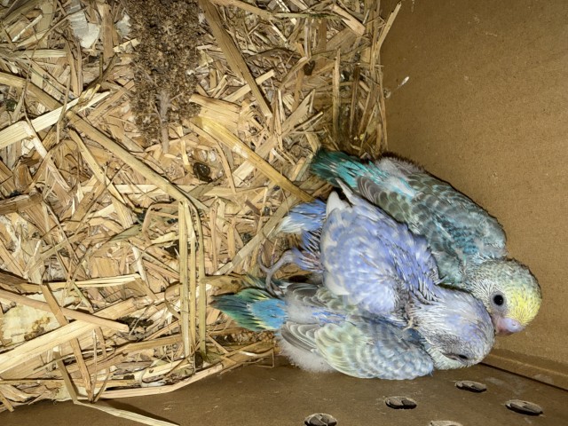 セキセイインコが仲間入りしました。