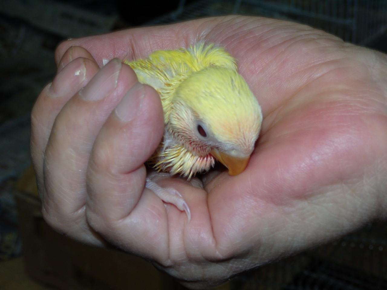 手乗りコザクラインコルチノーヒナが仲間入りしました 福岡インコ ペットミッキン 手乗りコザクラインコルチノーヒナが仲間入りしました 福岡インコ ペットミッキン