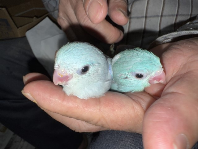 マメルリハが仲間入りしました。