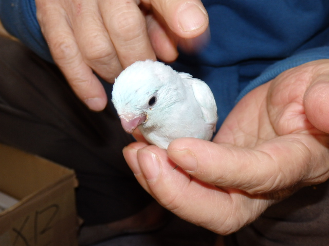 マメルリハインコが仲間入りしました。