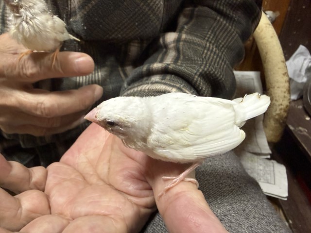 ジュウシマツが仲間入りしました。