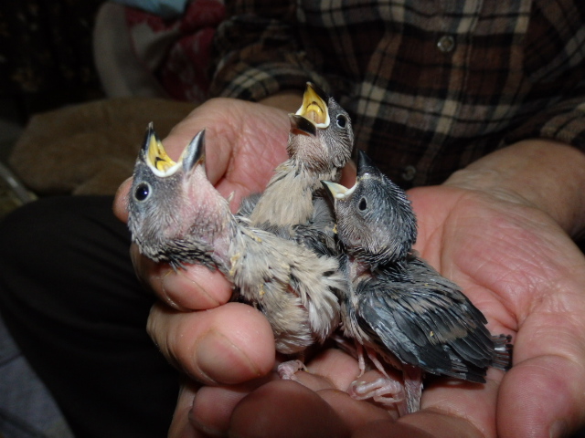 ２０２０年６月６日　文鳥