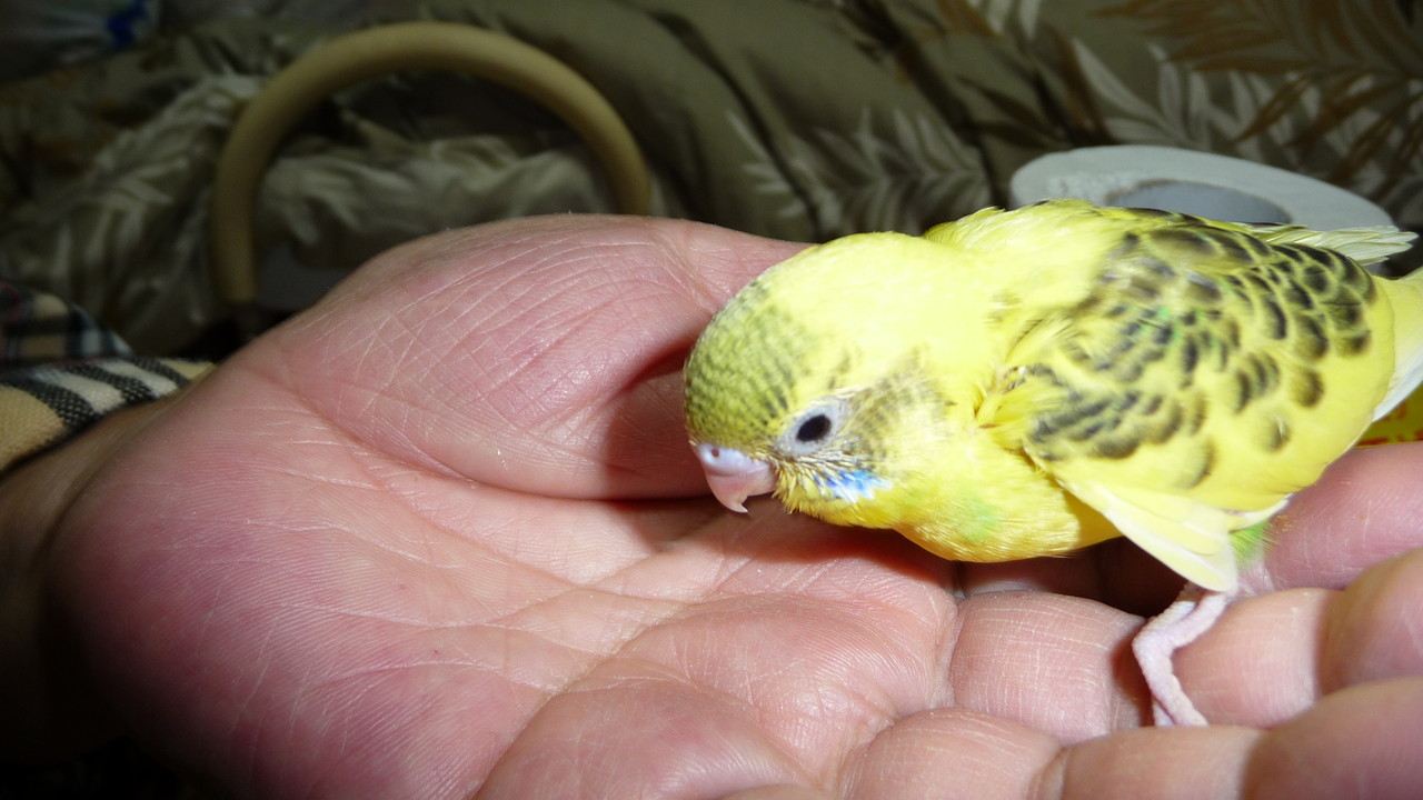 福岡県手乗りインコ小鳥販売店ペットミッキンに手乗り黄色ハルクインセキセイインコヒナが仲間入りしました 福岡手乗りインコ 小鳥販売店ペットミッキンのホームページです 福岡県手乗りインコ小鳥販売店ペットミッキンに手乗り黄色ハルクインセキセイインコヒナが仲間入りしました 福岡手乗りインコ 小鳥販売店ペットミッキンのホームページです