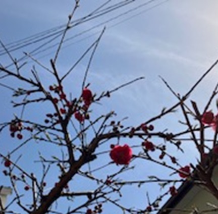 遂に花桃が開花