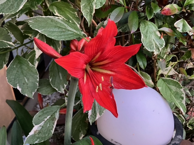 アマリリス開花