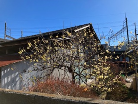 蝋梅を発見