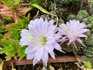 サボテンの開花