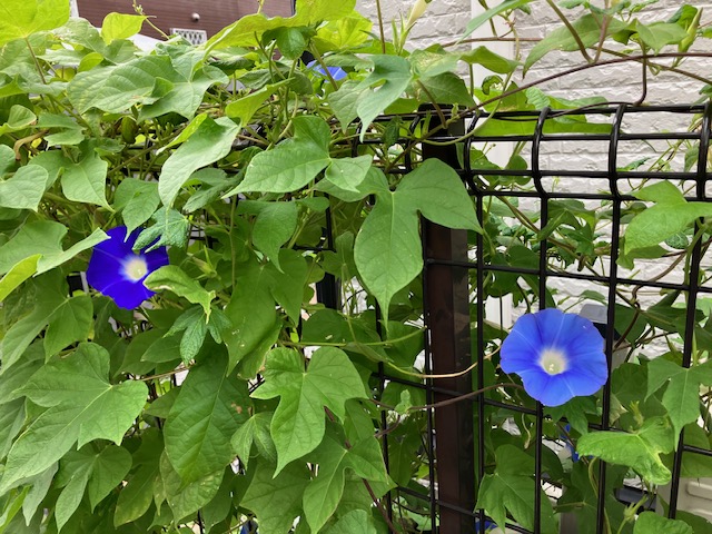 朝顔が復活か？