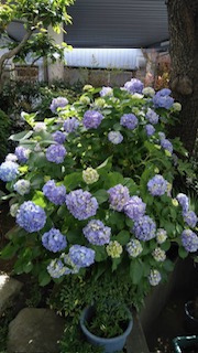 紫陽花の花