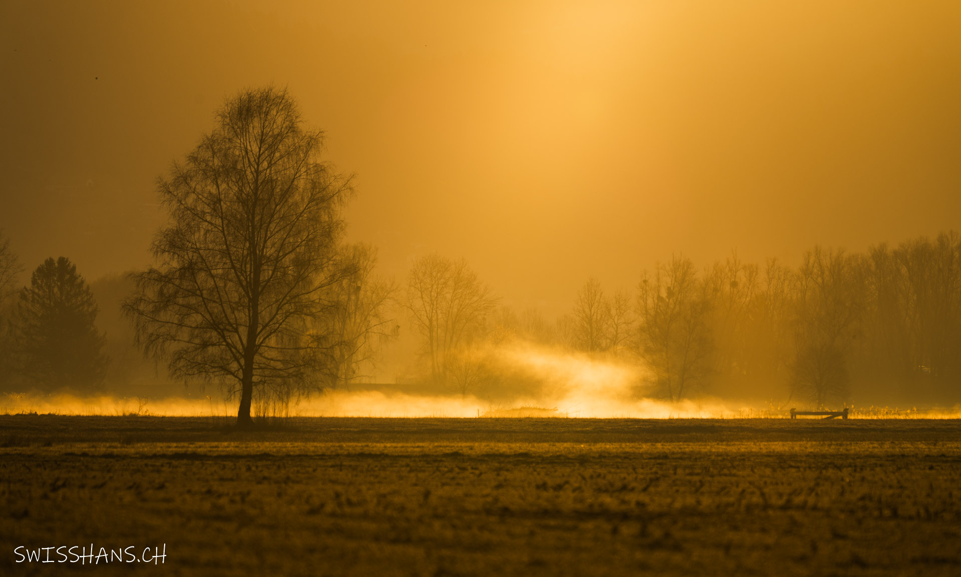 Goldenes Schweizer Riet
