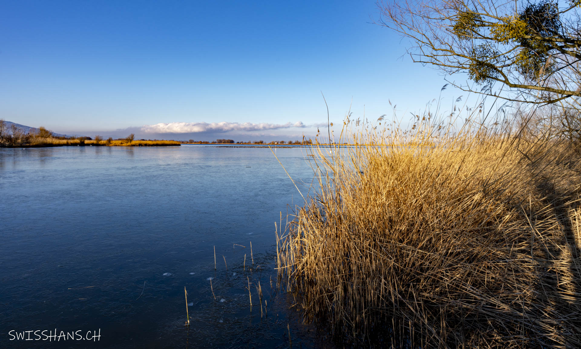 Winterlandschaft mit goldenem Schilf beim Rheindelta am Bodensee in Hard, Österreich.