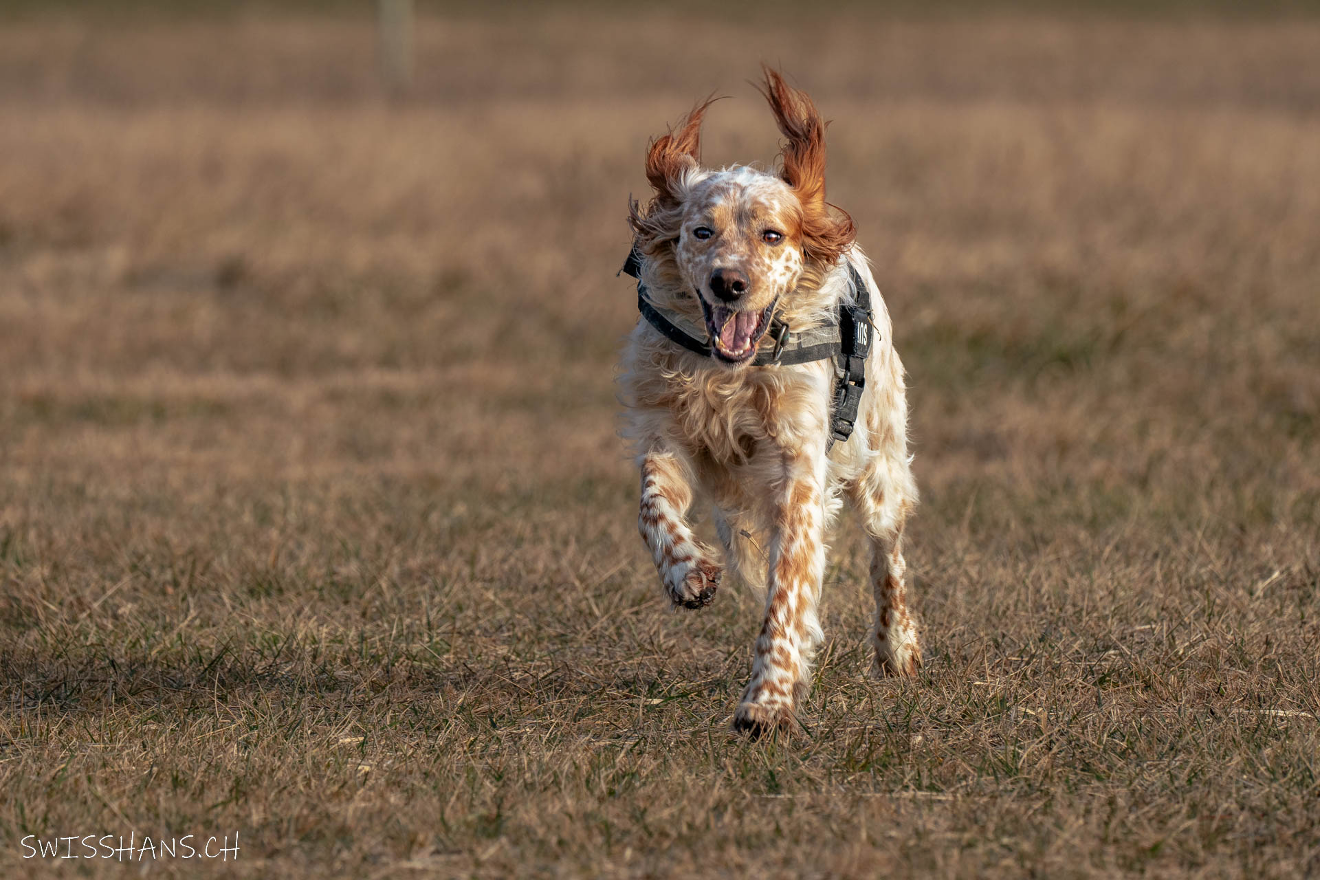Hund in Action