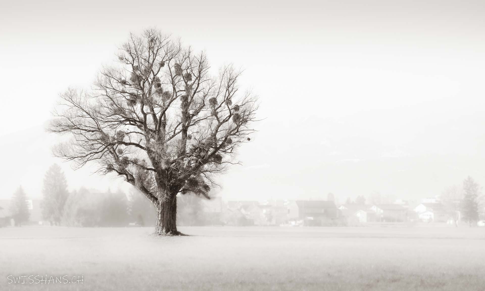 Baum in Diepoldsau