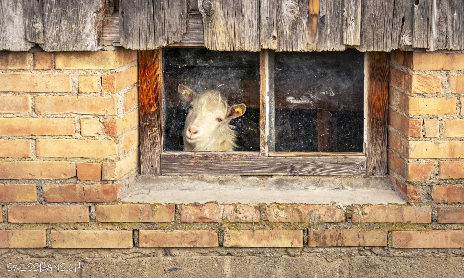 Ziege wartet auf den Frühling