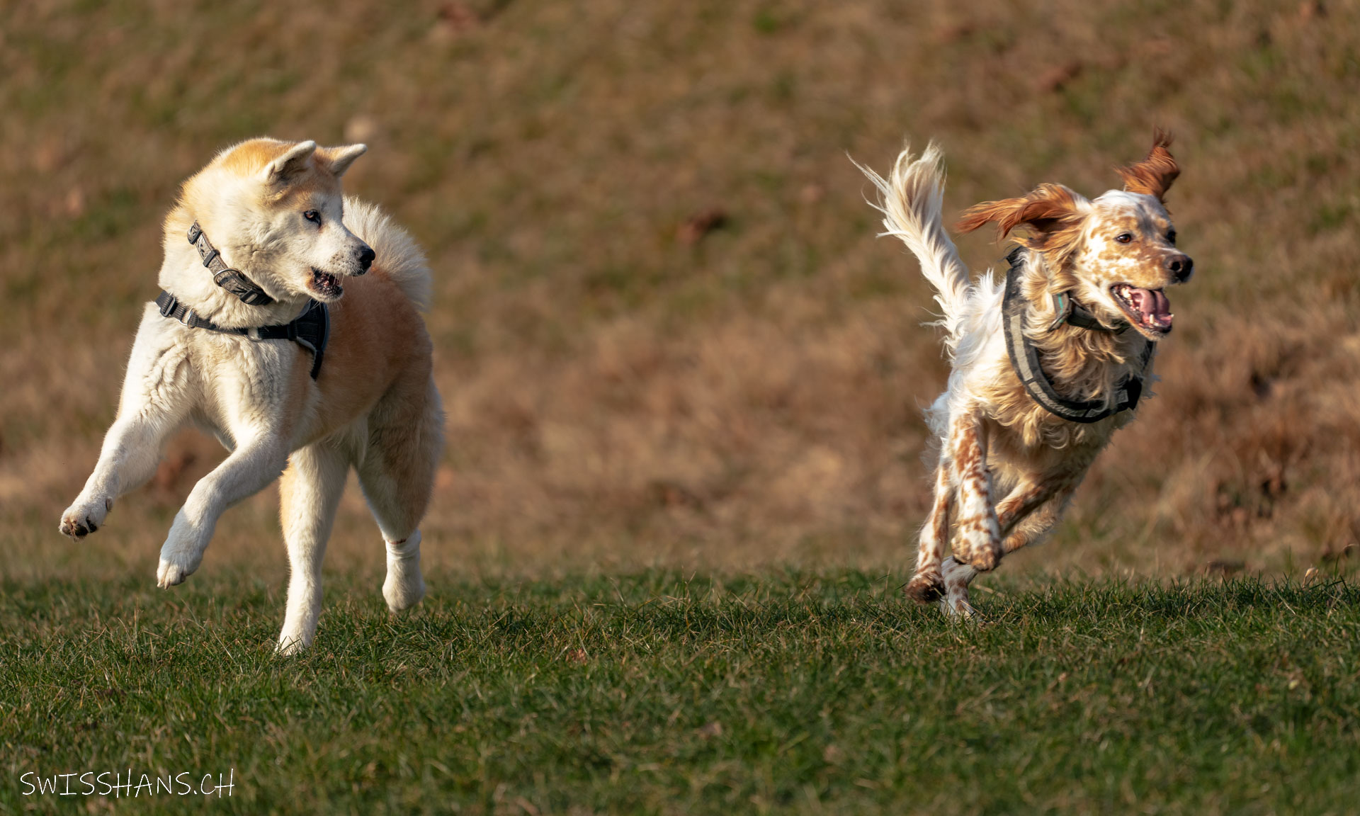 Hund in Action